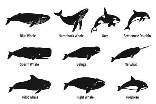 collection of various whale species silhouettes isolated on transparent background