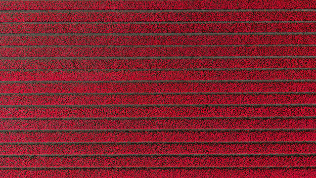 Aerial view of vibrant red tulip fields arranged in perfectly straight parallel rows during the spring bloom in Alkmaar, North Holland, Netherlands.