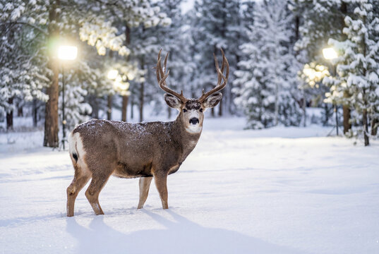 Impressive deer with large antlers looks at the camera in a snowy winter scene