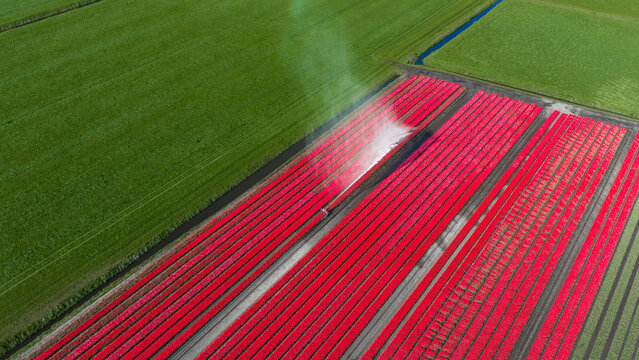 Aerial view of vibrant red tulip fields in bloom with an irrigation system spraying water over the rows Alkmaar, North Holland, Netherlands.