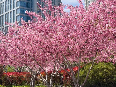 Sakura, pink cherry blossom trees in city park with modern buildings in spring in China