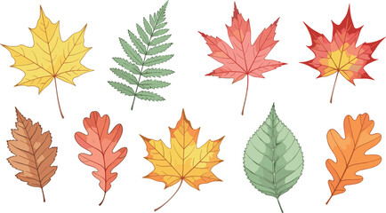 Fototapeta premium Beautiful Watercolor Autumn Leaves Collection Set With Colorful Fall Foliage Various Types Isolated On White Background Vector Illustration