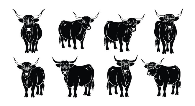 A collection of highland cattle illustrations in a black and white style
