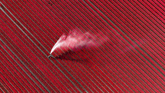 Aerial view of vibrant red tulip fields with diagonal rows and an active water sprinkler spraying water over the flowers in Alkmaar, North Holland, Netherlands.