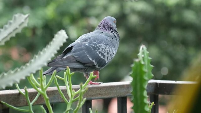 Pigeons feeding on rooftop in big city.