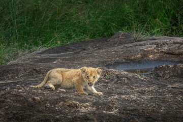 BABY LIONFROM MASAI MARA © SURAJEET