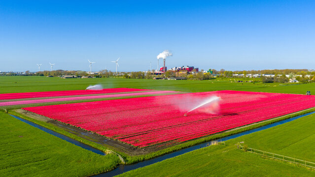 Aerial view of vibrant red tulip fields being irrigated by water sprinklers with wind turbines and industrial buildings in the background Alkmaar, North Holland, Netherlands.