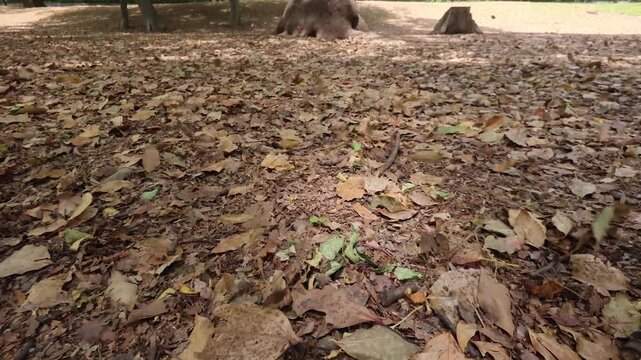 枯葉と風