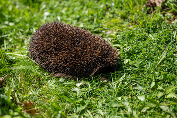 Hedgehog in green grass, wild animal in natural habitat, spring wildlife scene, small mammal with spines, nature and environment concept © Marek