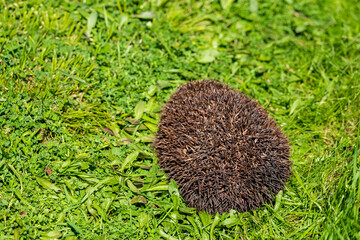Hedgehog in green grass with copy space, wild animal in natural habitat, spring wildlife scene, small mammal with spines, nature and environment concept © Marek