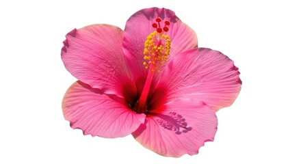 Fototapeta premium Beautiful pink hibiscus flower isolated on white background