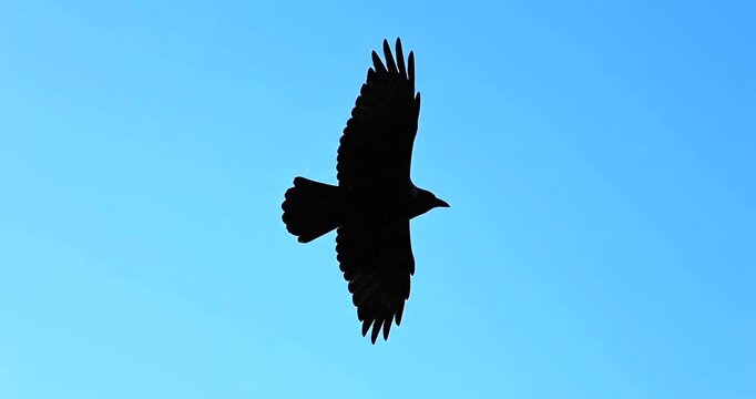 A silhouette of a black crow flying across a clear blue sky.