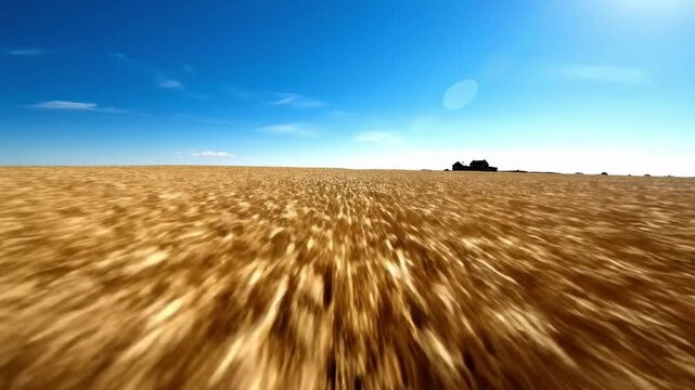 Golden Wheat Crop Field Fast Motion Grain Agriculture