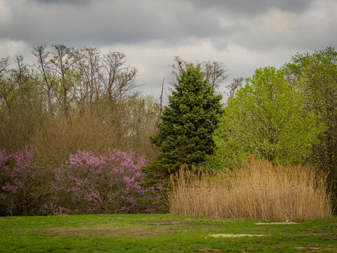 landscape of blooming pink redbud trees and tall tan phragmites reeds under a dramatic overcast sky in a spring meadow