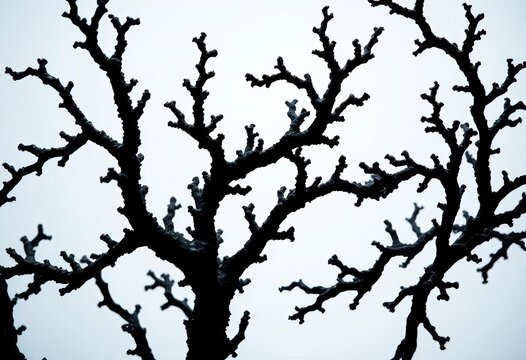 Intricate black coral branches, dark against a light background,  underwater photography,   coral reef