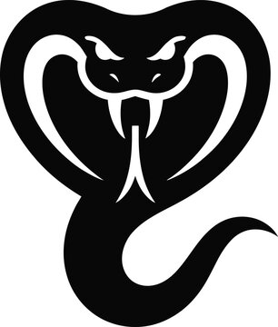 Aggressive black cobra snake with flared hood and sharp white fangs.