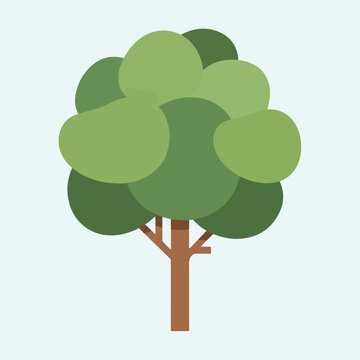 A simple tree with green leaves