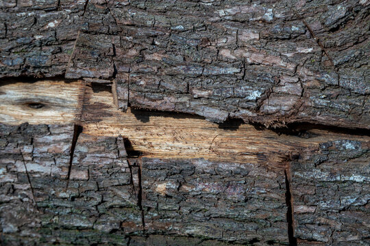 Rough dark tree bark with a section missing revealing inner wood