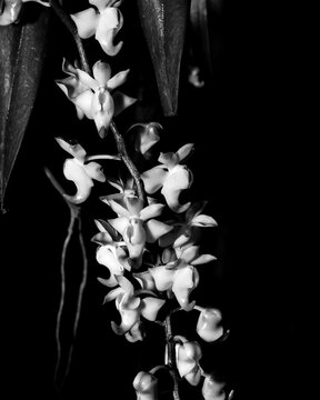 The flower in the image is the Aerides odorata, commonly known as the Fragrant Aerides.