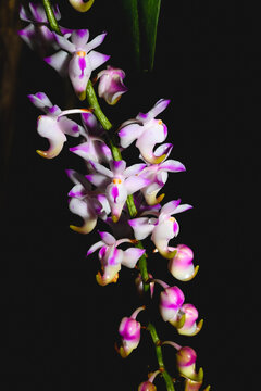 The flower in the image is the Aerides odorata, commonly known as the Fragrant Aerides.