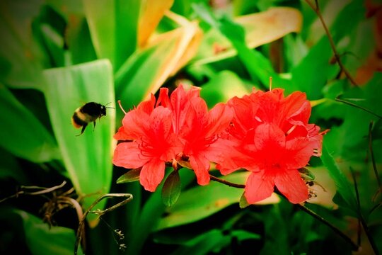 red flower in the garden