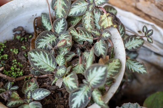 Patterned green and brown leaves growing in a broken white pot