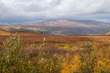 Obraz premium Colorful plants in a field in Alaska.