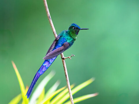 Violet-tailed Sylph Hummingbird Perched on Branch in Lush Green Habitat