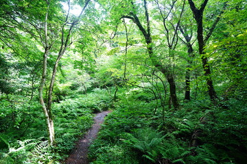 Fototapeta premium fine summer forest and path in the gleaming sunlight