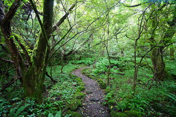 Fototapeta premium fine summer path through old trees