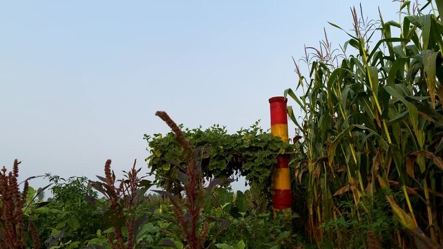 Lush Corn Field with Red and Yellow Boundary Post Under a Clear Sky