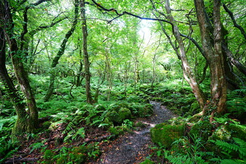 Obraz premium fine summer forest and path in the gleaming sunlight