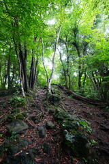 Fototapeta premium dense summer forest and fine pathway