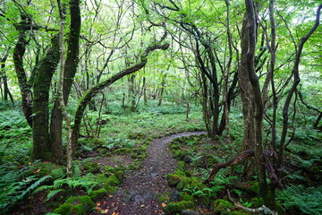 Fototapeta premium fine summer path through old trees