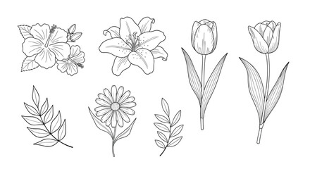 Black and White Botanical Line Art Collection with Hibiscus, Lily, Tulip, Daisy, and Leaf Branches for Floral and Nature Illustration Designs © Creative Studio 