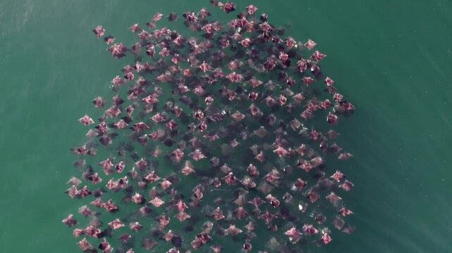 Stunning aerial footage of a large school of Mobula rays gliding through crystal-clear turquoise waters near Todos Santos, Baja California Sur, Mexico. Smooth drone motion of marine life.