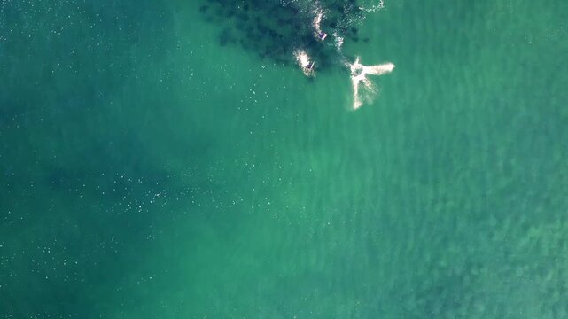 Stunning aerial footage of a large school of Mobula rays gliding through crystal-clear turquoise waters near Todos Santos, Baja California Sur, Mexico. Smooth drone motion of marine life.