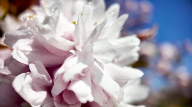 Soft pink cherry blossom close-up showing layered petals, delicate texture and a clear bright blue sky.