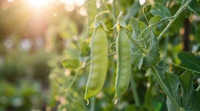 Close-up of fresh green pea pods growing on a vine in a garden, bathed in warm sunlight.