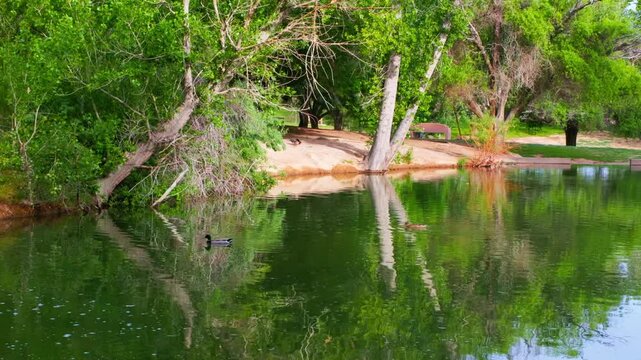 Pon reflections and wildlife in southern Nevada