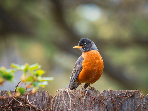 an american robin bird with an orange breast perched on a weathered wooden fence with a soft green and yellow bokeh background