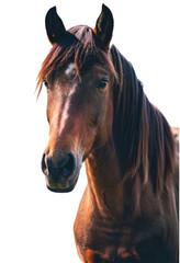 portrait of a horse
