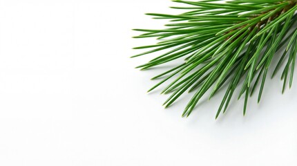 Fototapeta premium Fresh green pine branch isolated on white background for seasonal decor