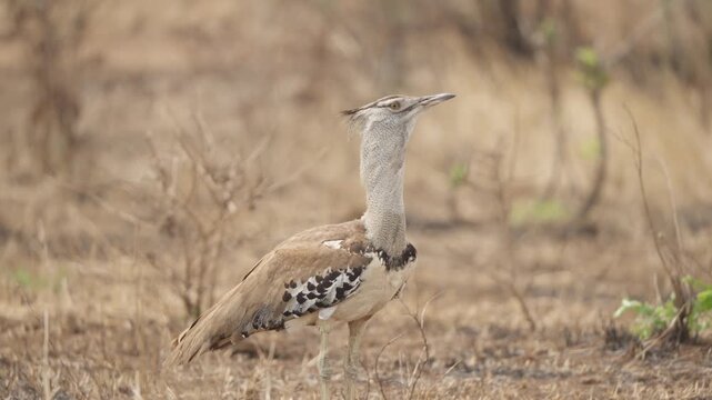 A kori bustard (Ardeotis kori) stands in dry scrubland looking right as wind ruffles its feathers in Kruger National Park, South Africa. Slow motion close-up wildlife footage.