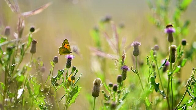 Dark clouded and painted lady butterflies move together across milk thistle habitat as backlit sunlight creates a glowing outline around their wings