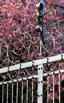 Close-up of an old wrought-iron gate, behind which pink cherry blossoms are blooming