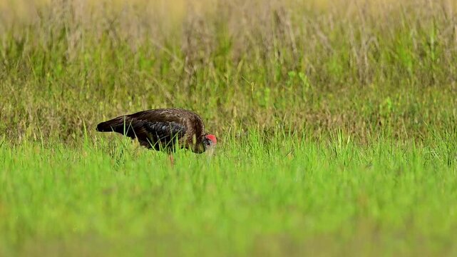 In a minimal and open landscape, red napped ibis becomes the focal point as it searches the ground in a focused and rhythmic motion