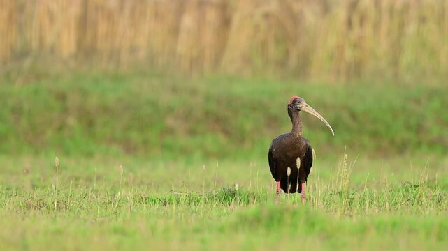 Rare ibis species actively foraging across lush green plain field