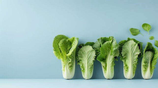 Artistic display of romaine lettuce leaves arranged in a fan pattern on a minimalistic background.