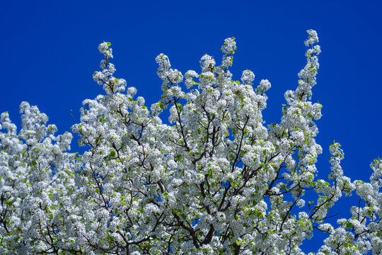 Blooming branch with white flowers of cherry blossom tree on spring blue sky background. Spring banner. Design for Easter day. Beauty spring sunny day.